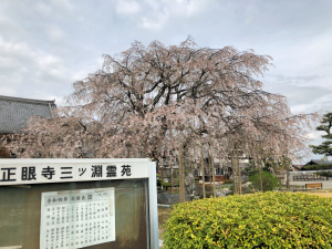 枝垂桜