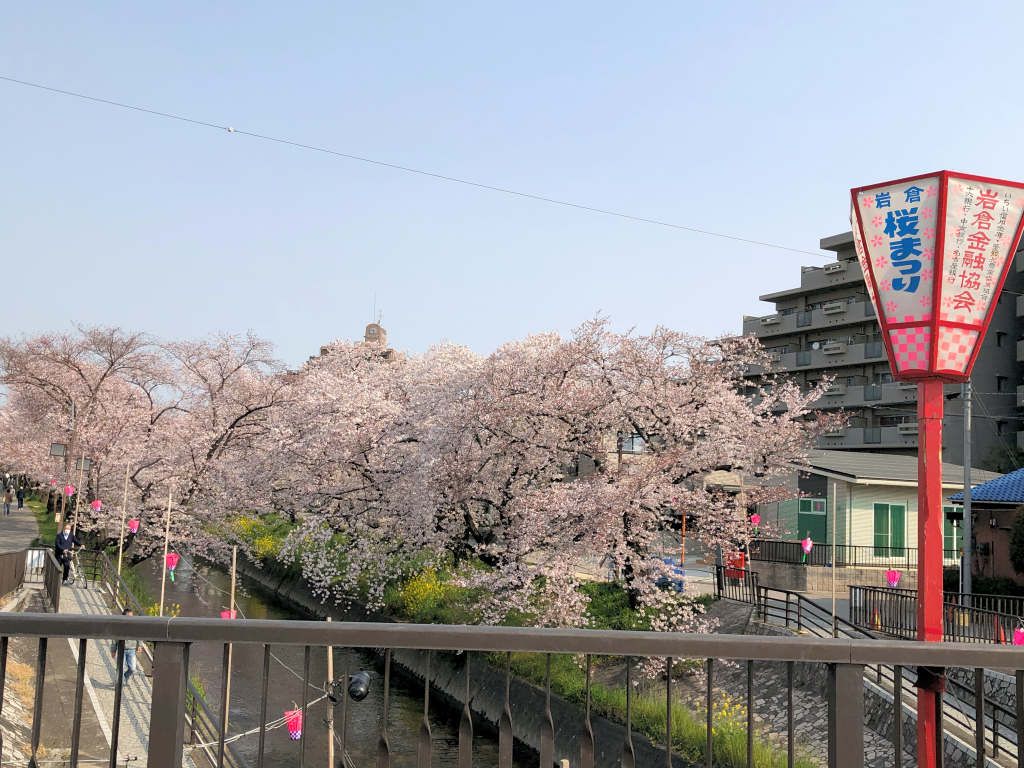 五条川の桜