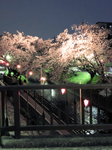 五条川の桜