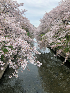 五条川の桜