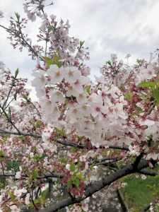 五条川の桜